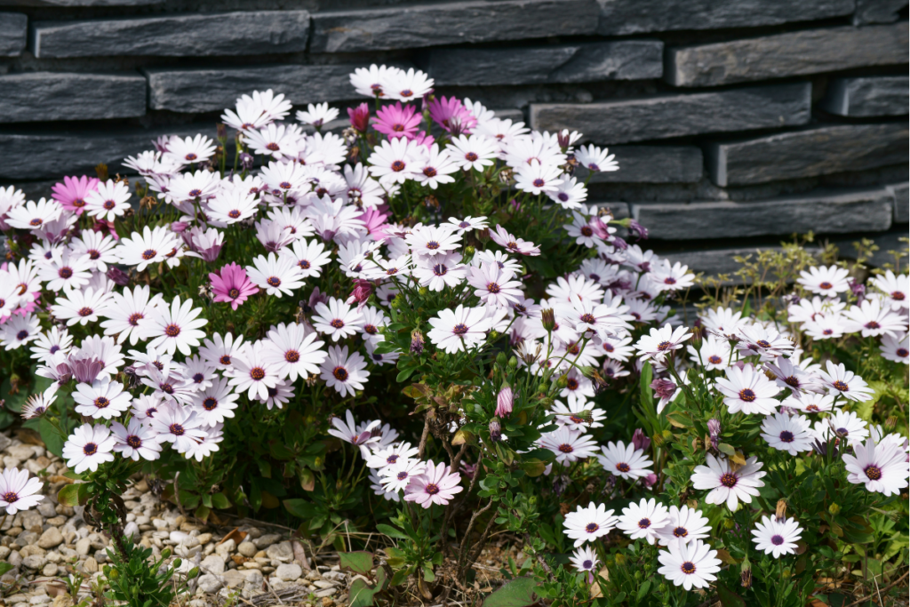African Daisy flowering plants for pots