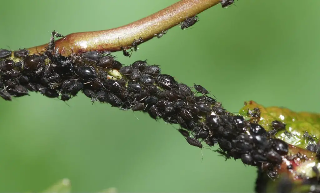 Aphids or Plant Lice