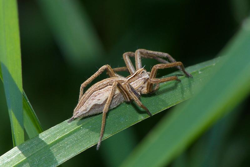 Are Lawn Spiders The Same As Grass Spiders
