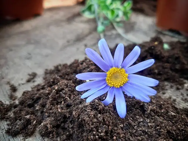Are blue daisies real