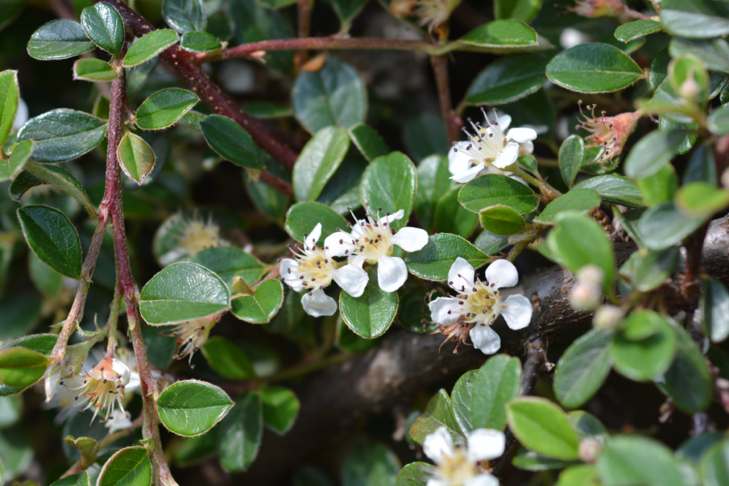 Bearberry - low growing perennials