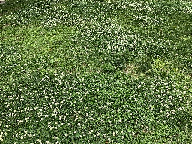 Benefits Of Clover Lawns