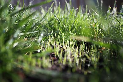 Benefits Of Overseeding Your Lawn