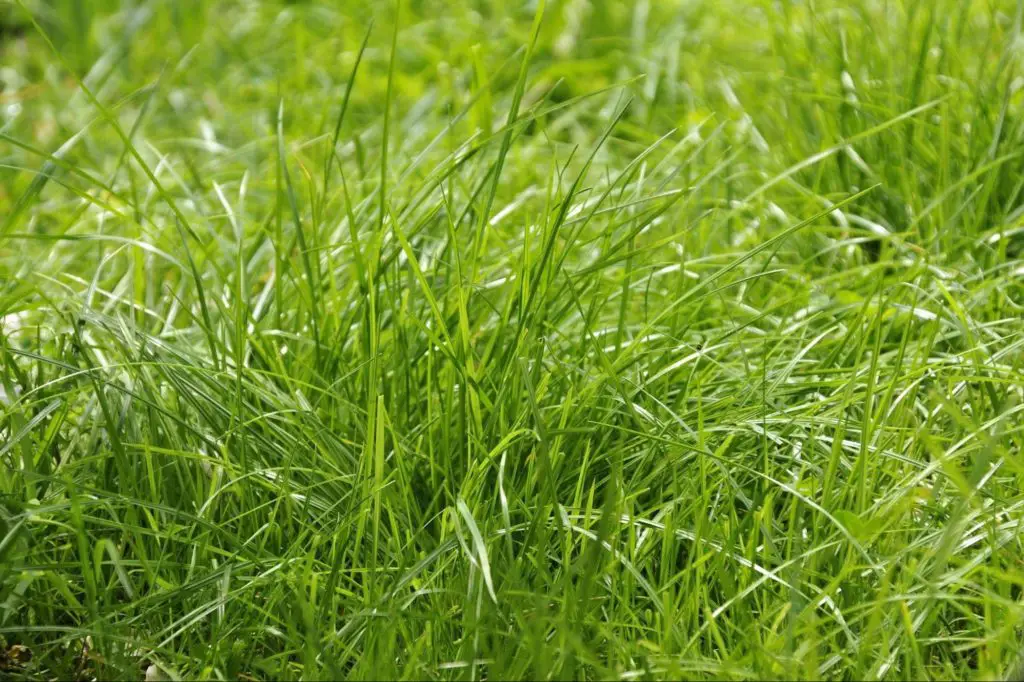 Best Time To Overseed Cool-Season Grasses