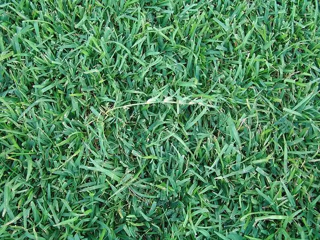 Best Time To Overseed Warm-Season Grasses