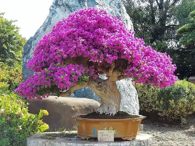 Bougainvillea - flowering bonsai
