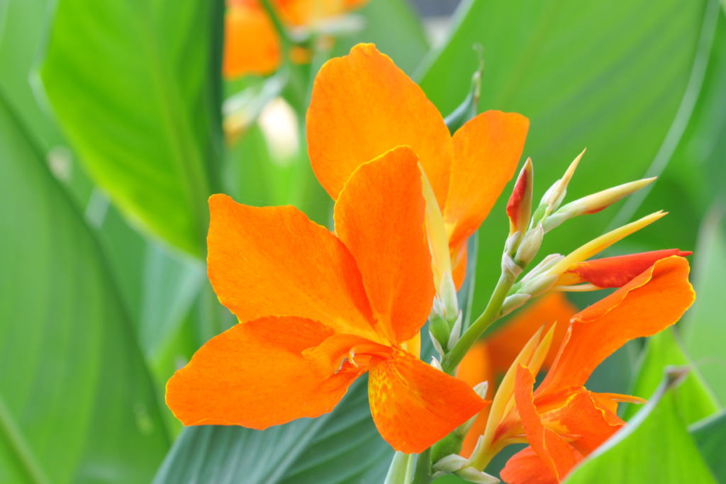Canna lily flowering plants for pots