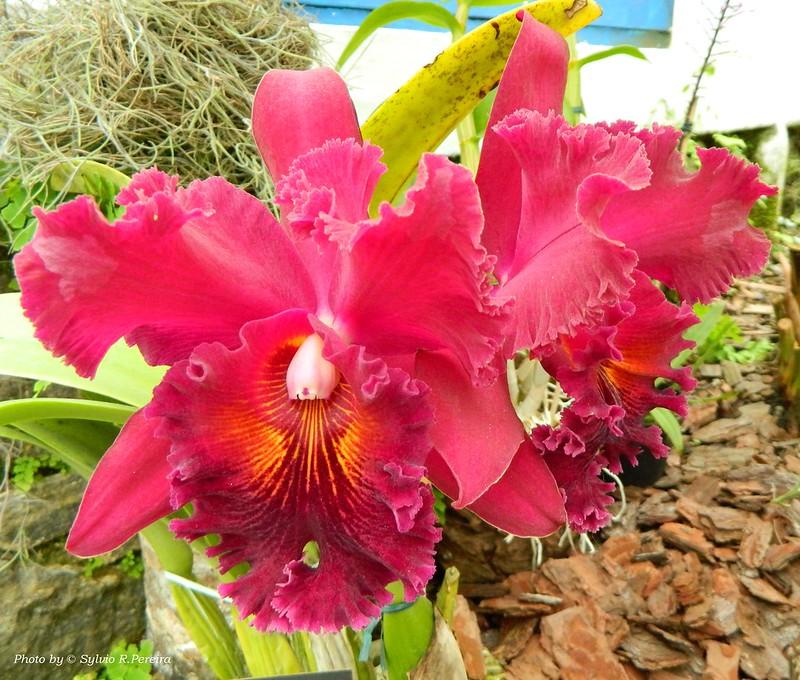 Cattleya Chia Lin - colored orchids