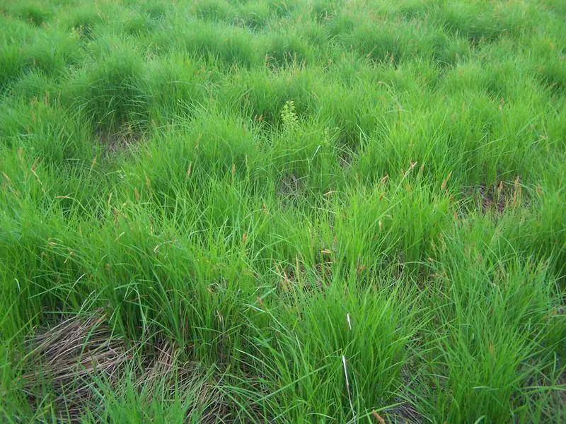 Chewings Fescue Types of Grasses That Grow in Winter