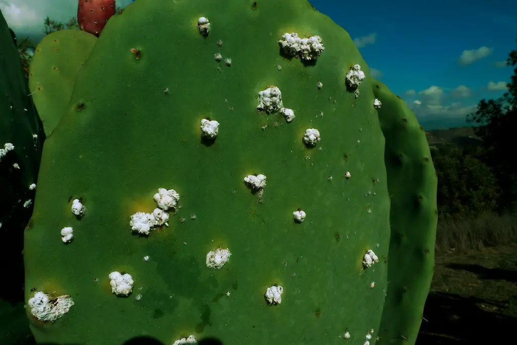 Cochineal on cactus 
