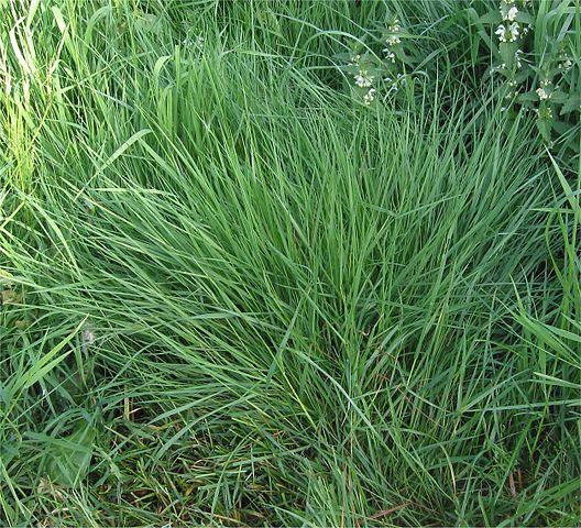 Colonial Bentgrass Types of Grasses That Grow in Winter
