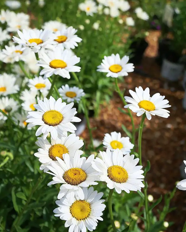 Types Of Daisies- Common Daisy (Bellis Perennis)