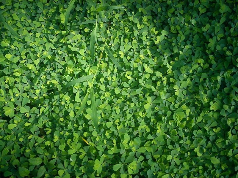 Cons Of Clover Lawns