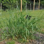 Crabgrass Vs. Quackgrass | How To Tell The Difference & Which Is Worse?