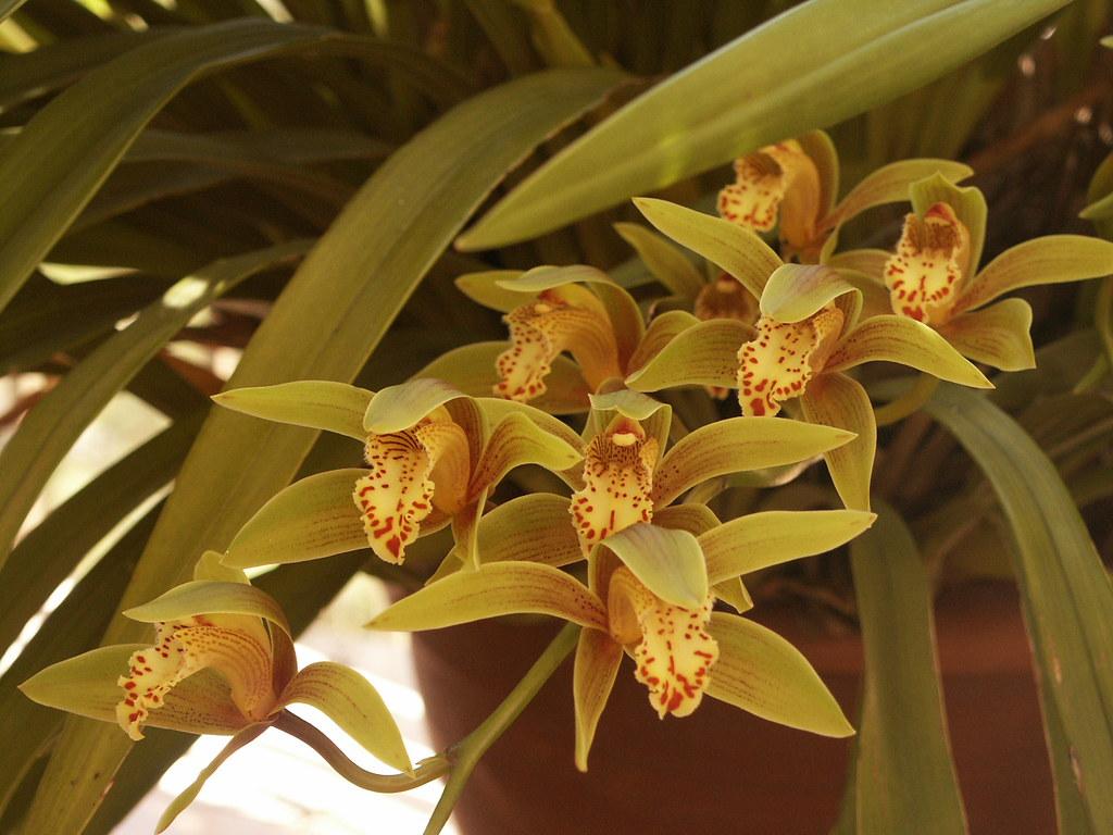 Cymbidium iridioides - colored orchids