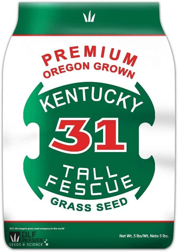 DLF Premium Oregon Grown Kentucky 31 Tall Fescue
