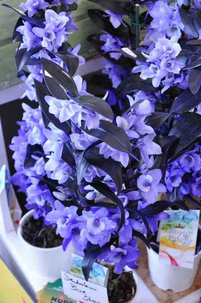 Dendrobium Blue Hybrid