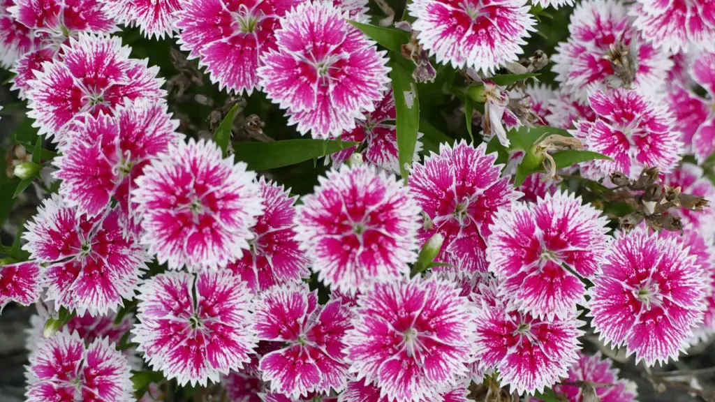 Dianthus - flowers for hanging baskets
