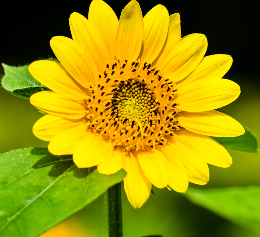 Dwarf Sunflowers flowering plants for pots