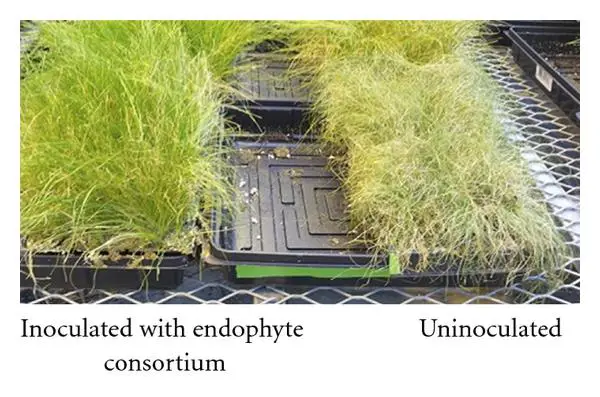 endophyte enhanced grasses