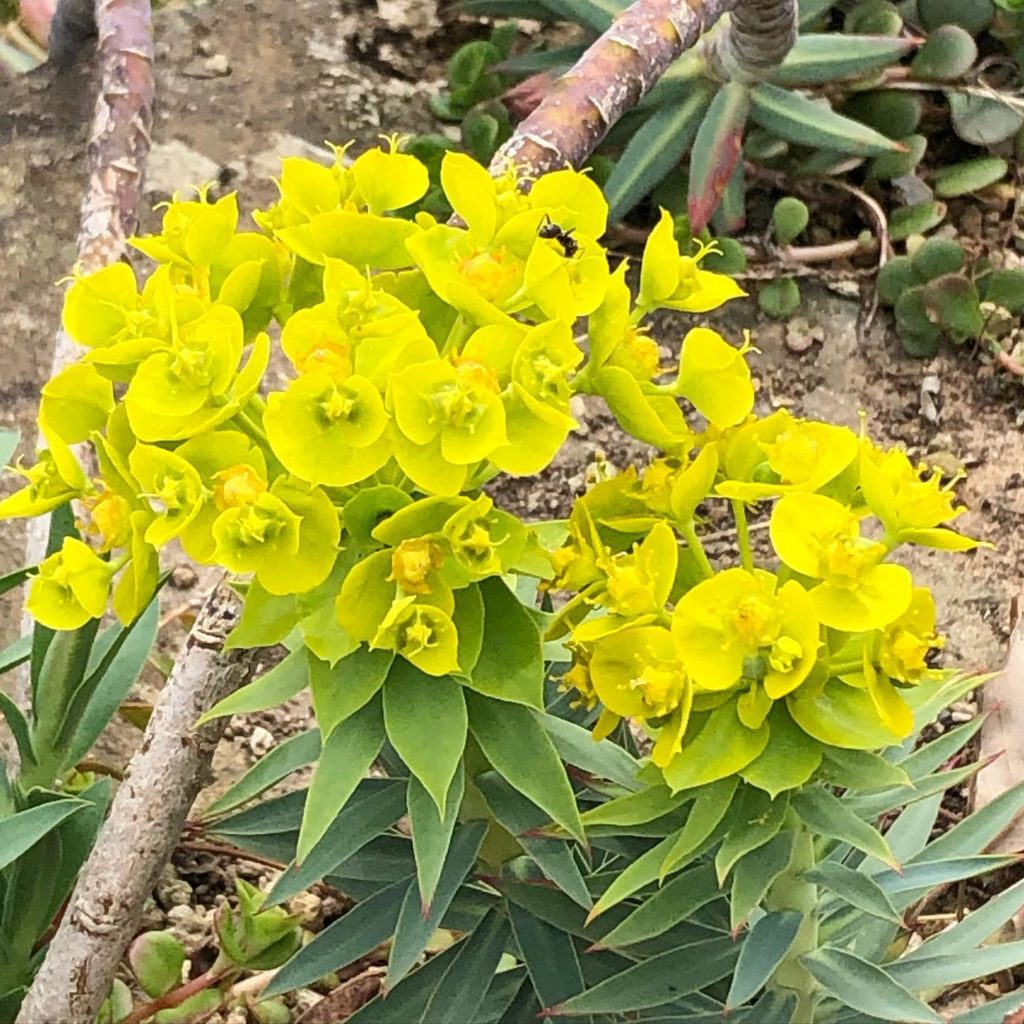 Euphorbia Rigida: