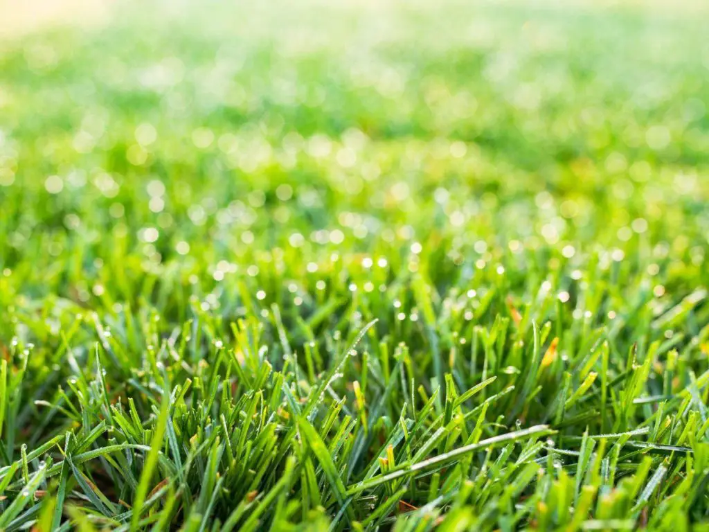Fescue Grass Stays Green Longer