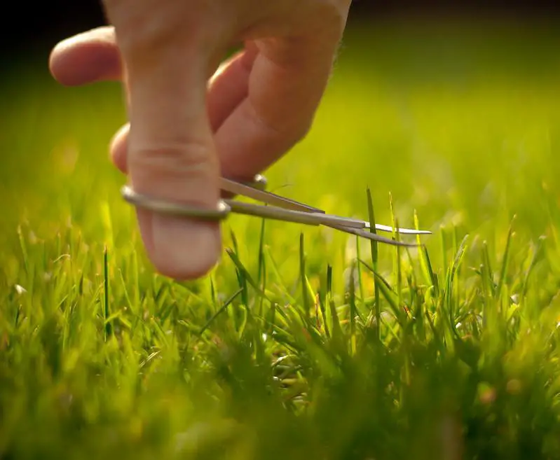 Fight Crabgrass With A Healthy Lawn