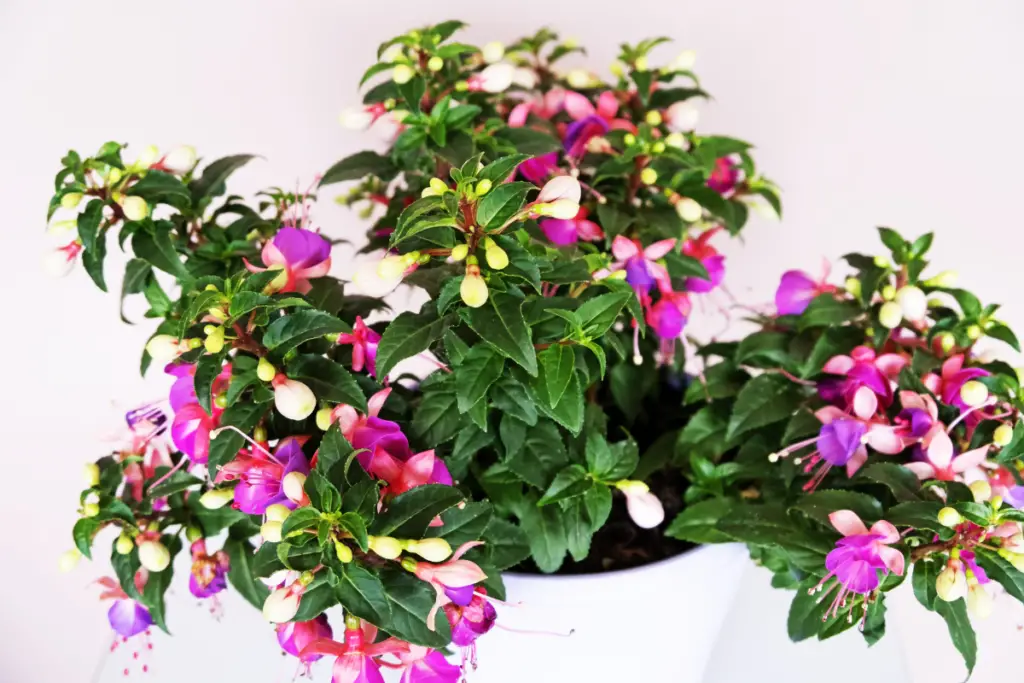 Fuchsia flowering plants for pots