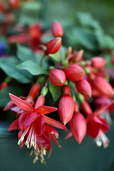Fuchsias - flowers for hanging baskets