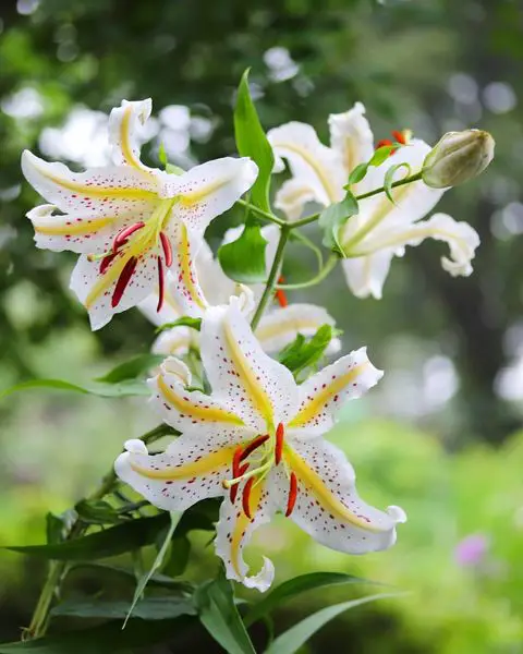 Golden-rayed Lily (Lilium Auratum)