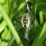 Grass Spiders: How To Get Rid Of Them? A Comprehensive Guide