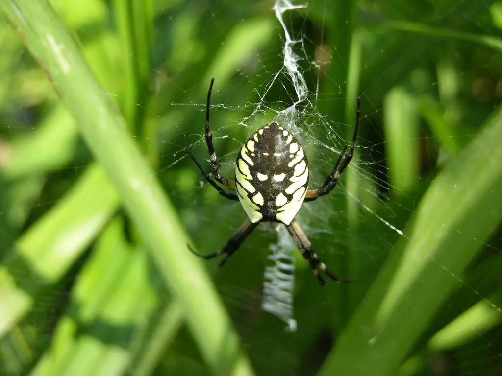 Grass Spiders How To Get Rid Of Them A Comprehensive Guide