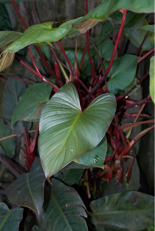 Philodendron Red Emerald Growing Tips