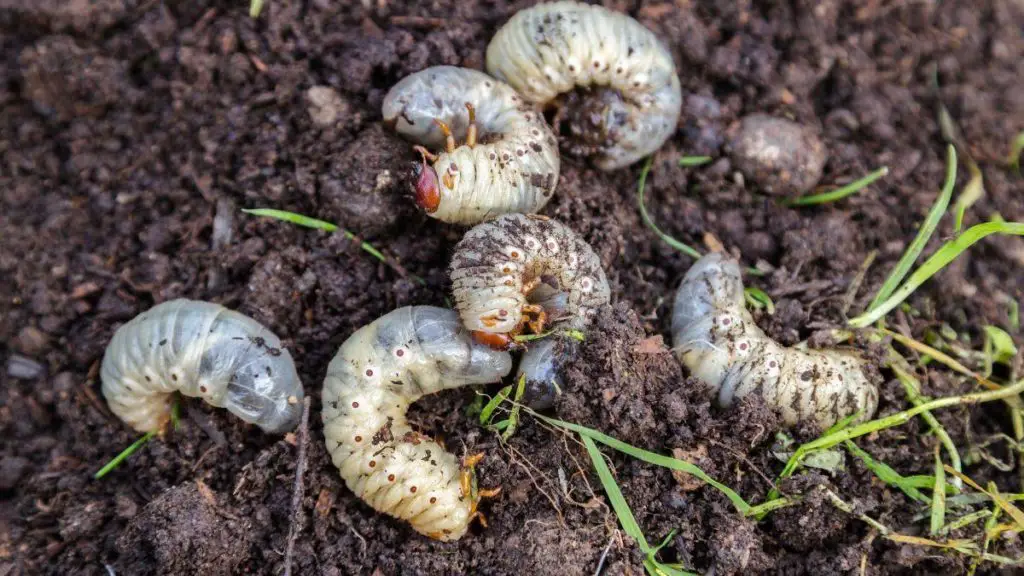 Grubs In Lawn Here Is How You Can Get Rid Of Them For Good!