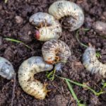Grubs In Lawn? Here Is How You Can Get Rid Of Them For Good!