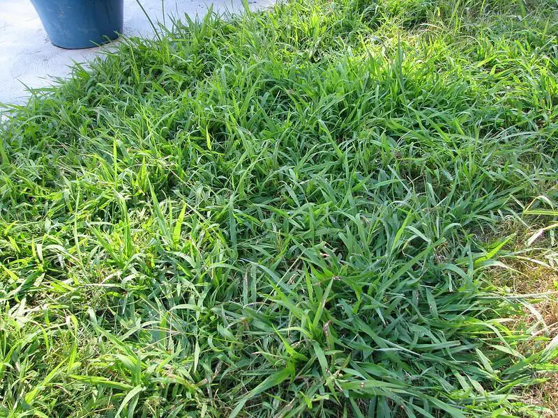 How Many Types Of Crabgrass Are There A Comprehensive Guide