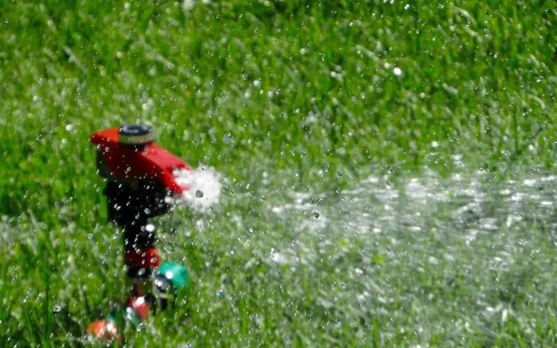 How Often Do You Water Your Lawn