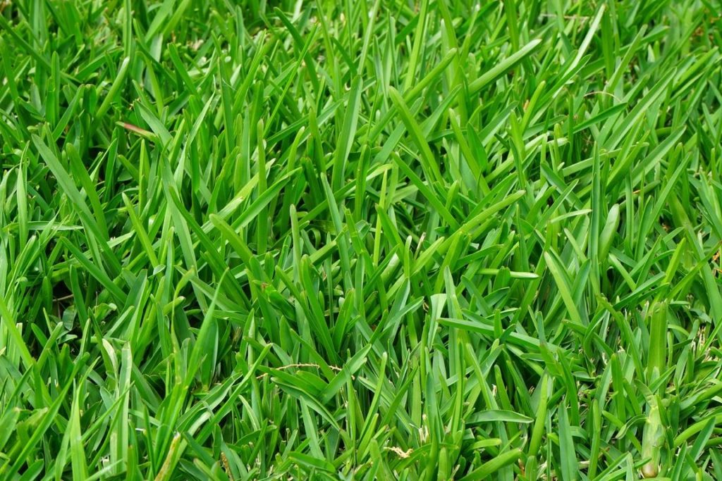How Often Should I Fertilize My Lawn? A Quick & Easy Guide To Lawn Fertilization