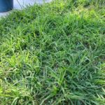 How To Get Rid Of Crabgrass For Good? | Prevent Crabgrass From Returning