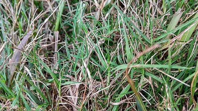 How To Identify Grass?