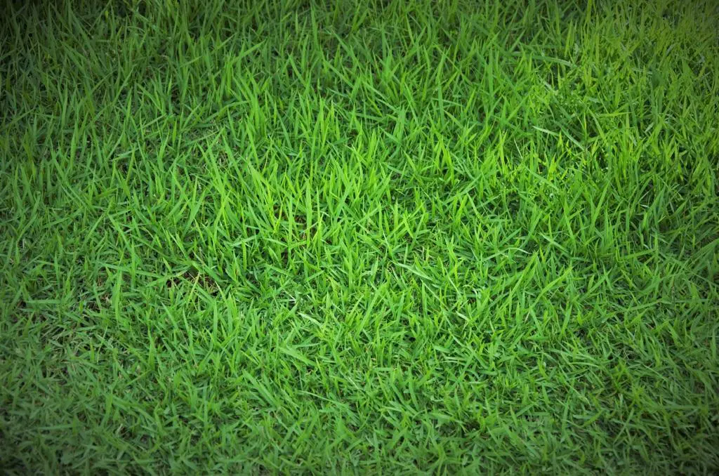 How To Make Grass Green