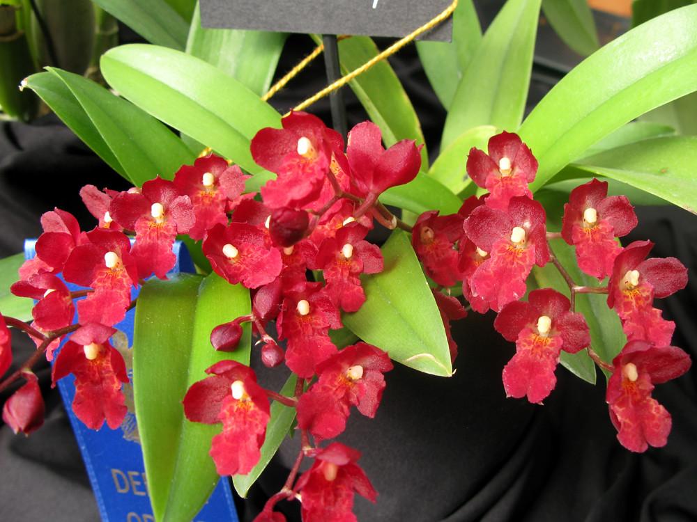 Howeara Lava Burst - colored orchids