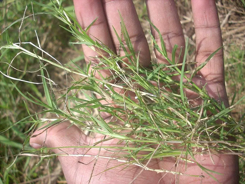 Bermuda Grass Growth