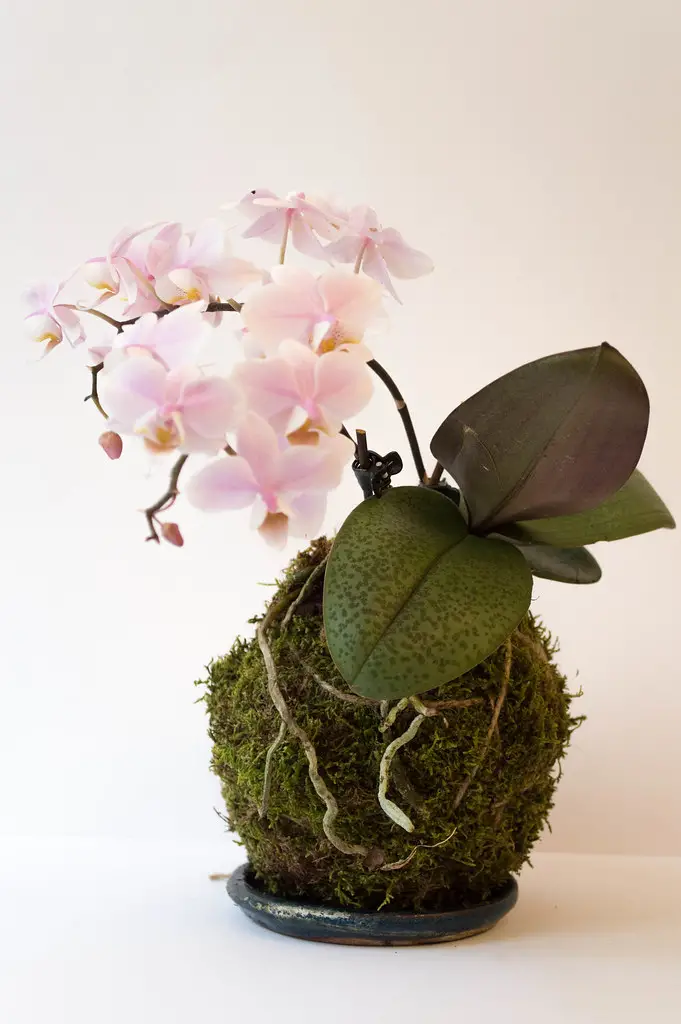 Kokedama Orchid