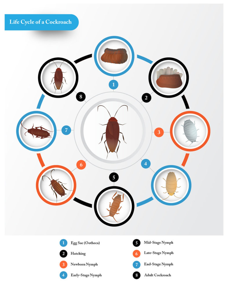 Life Cycle of Cockroaches