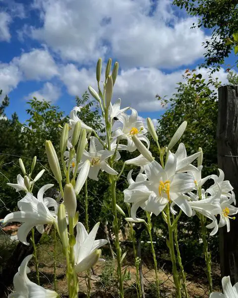 Types of Lilies - Madonna Lily (Lilium Canadinum)