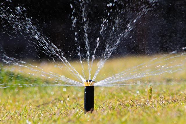 Maintain A Consistent Watering Schedule