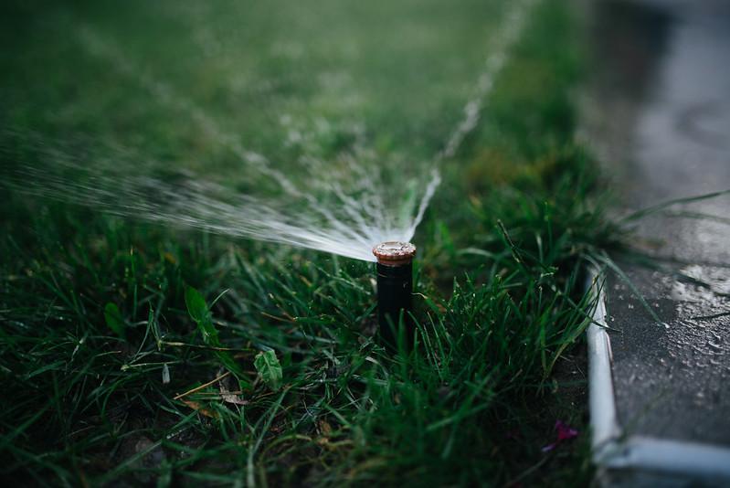 Maintain A Regular Watering Schedule