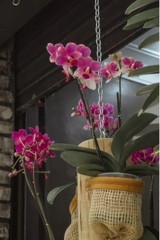 Moth Orchid common house plants