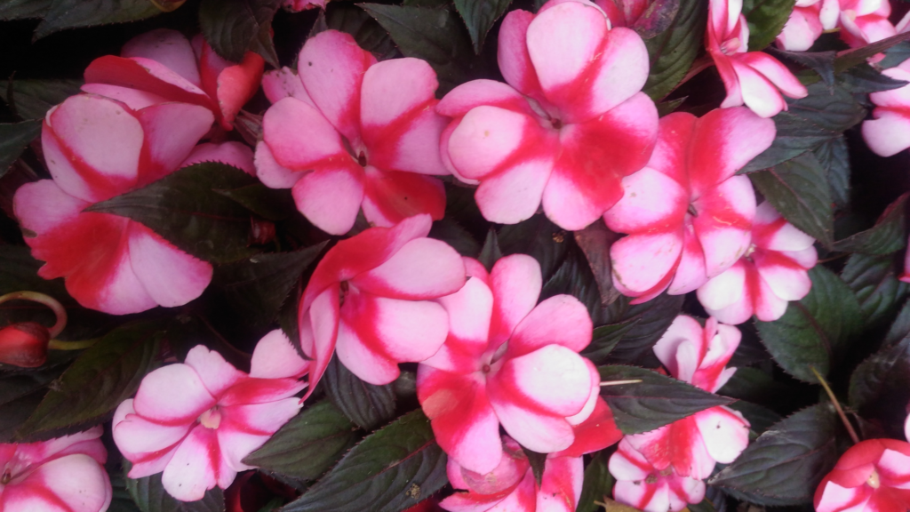 New Guinea Impatiens - flowers for hanging baskets